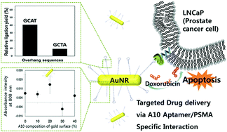 Graphical abstract: Novel stem-loop RNA and drug-bearing DNA hybrid nanostructures specific to LNCaP prostate carcinoma