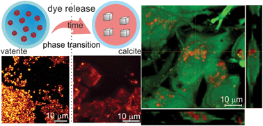 Graphical abstract: Tailored intracellular delivery via a crystal phase transition in 400 nm vaterite particles