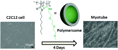 Graphical abstract: Amphiphilic random copolymer vesicle induces differentiation of mouse C2C12 myoblasts