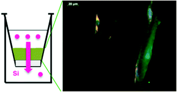 Graphical abstract: Behaviour of silica nanoparticles in dermis-like cellularized collagen hydrogels