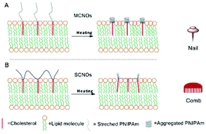 Graphical abstract: “Nail” and “comb” effects of cholesterol modified NIPAm oligomers on cancer targeting liposomes