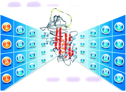 Graphical abstract: Blocking formation of large protein aggregates by small peptides