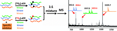 Graphical abstract: A universal and multiplex kinase assay using γ-[18O4]-ATP