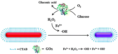 Graphical abstract: A plasmonic blood glucose monitor based on enzymatic etching of gold nanorods