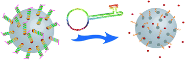 Graphical abstract: Nucleic acid–mesoporous silica nanoparticle conjugates for keypad lock security operation