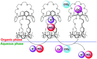 Graphical abstract: Capture and metathesis-based release of potassium salts by a multitopic ion receptor