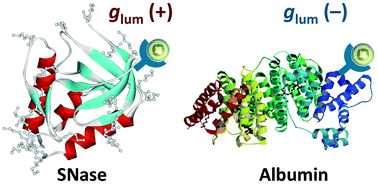 Graphical abstract: Fingerprint signatures of lanthanide circularly polarized luminescence from proteins covalently labeled with a β-diketonate europium(iii) chelate