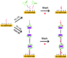 Graphical abstract: Fabrication of hand-in-hand nanostructure for one-step protein detection