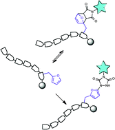 Graphical abstract: Exploiting furan's versatile reactivity in reversible and irreversible orthogonal peptide labeling