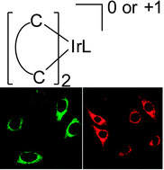 Graphical abstract: Luminescent biscarbene iridium(iii) complexes as living cell imaging reagents
