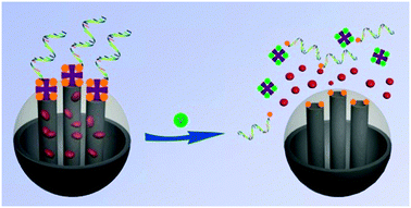 Graphical abstract: A vitamin-responsive mesoporous nanocarrier with DNA aptamer-mediated cell targeting