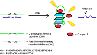 Graphical abstract: Detection of base excision repair enzyme activity using a luminescent G-quadruplex selective switch-on probe