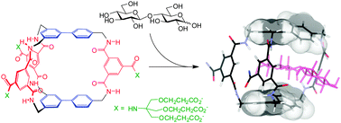 Graphical abstract: An accessible bicyclic architecture for synthetic lectins