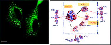 Graphical abstract: The purinosome, a multi-protein complex involved in the de novo biosynthesis of purines in humans
