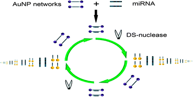Graphical abstract: A real-time colorimetric assay for label-free detection of microRNAs down to sub-femtomolar levels