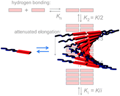 Graphical abstract: Small sized perylene-bisimide assemblies controlled by both cooperative and anti-cooperative assembly processes