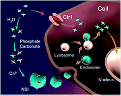 Graphical abstract: Overcoming cisplatin resistance in chemotherapy by biomineralization
