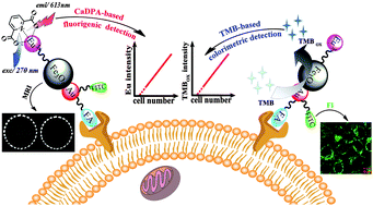 Graphical abstract: A multifunctional nanoprobe based on Au–Fe3O4 nanoparticles for multimodal and ultrasensitive detection of cancer cells