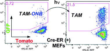 Graphical abstract: Synthesis of a photocaged tamoxifen for light-dependent activation of Cre-ER recombinase-driven gene modification