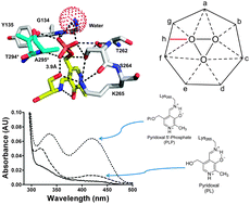 Graphical abstract: Reconstitution of the pyridoxal 5′-phosphate (PLP) dependent enzyme serine palmitoyltransferase (SPT) with pyridoxal reveals a crucial role for the phosphate during catalysis