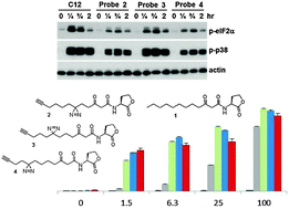 Graphical abstract: Species selective diazirine positioning in tag-free photoactive quorum sensing probes