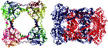 Graphical abstract: Evidence that the catenane form of CS2 hydrolase is not an artefact