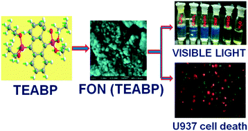 Graphical abstract: Anthracene-bisphosphonate based novel fluorescent organic nanoparticles explored as apoptosis inducers of cancer cells