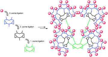Graphical abstract: Expanding the scope of oxime ligation: facile synthesis of large cyclopeptide-based glycodendrimers