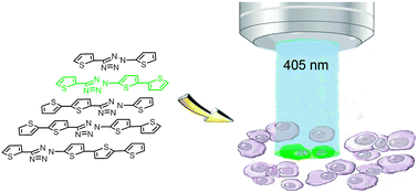 Graphical abstract: Design of oligothiophene-based tetrazoles for laser-triggered photoclick chemistry in living cells