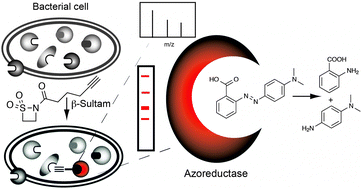 Graphical abstract: β-Sultams exhibit discrete binding preferences for diverse bacterial enzymes with nucleophilic residues