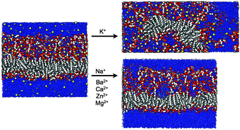 Graphical abstract: Hydration, ionic valence and cross-linking propensities of cations determine the stability of lipopolysaccharide (LPS) membranes