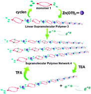 Graphical abstract: A stimuli-responsive orthogonal supramolecular polymer network formed by metal–ligand and host–guest interactions
