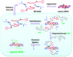 Graphical abstract: An intracellular buildup reaction of active siRNA species from short RNA fragments