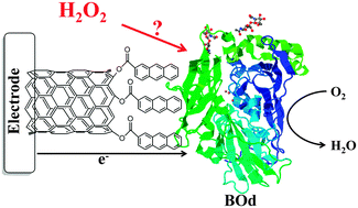 Graphical abstract: Bilirubin oxidase bioelectrocatalytic cathodes: the impact of hydrogen peroxide