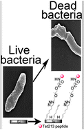 Graphical abstract: The promotion of antimicrobial activity on silicon substrates using a “click” immobilized short peptide