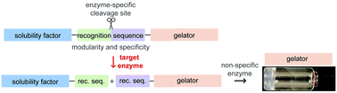 Graphical abstract: Enzyme-triggered gelation: targeting proteases with internal cleavage sites