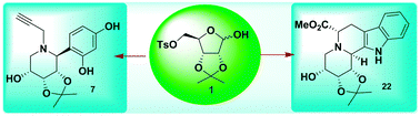 Graphical abstract: A diversity oriented one-pot synthesis of novel iminosugar C-glycosides