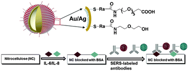 Graphical abstract: Femtogram detection of cytokines in a direct dot-blot assay using SERS microspectroscopy and hydrophilically stabilized Au–Ag nanoshells