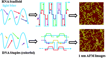 Graphical abstract: Periodical assembly of repetitive RNA sequences synthesized by rolling circle transcription with short DNA staple strands to RNA–DNA hybrid nanowires