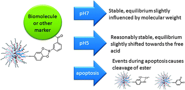 Graphical abstract: Boronic acid ester with dopamine as a tool for bioconjugation and for visualization of cell apoptosis