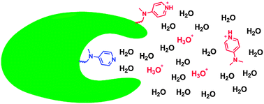 Graphical abstract: Environmental control of nucleophilic catalysis in water