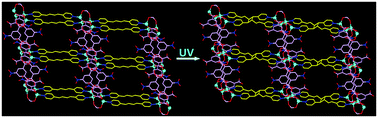 Graphical abstract: Single-crystal-to-single-crystal transformation of a two-dimensional coordination polymer through highly selective [2+2] photodimerization of a conjugated dialkene