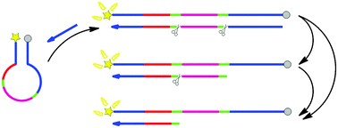 Graphical abstract: A new isothermal nucleic acid detection strategy mediated by a double-nicked beacon