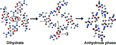Graphical abstract: Dehydration of mildronate dihydrate: a study of structural transformations and kinetics