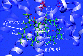 Graphical abstract: Understanding photosynthetic light-harvesting: a bottom up theoretical approach