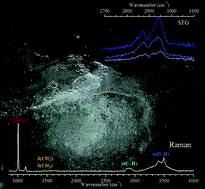 Graphical abstract: Raman microspectroscopy and vibrational sum frequency generation spectroscopy as probes of the bulk and surface compositions of size-resolved sea spray aerosol particles