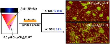 Graphical abstract: Growth, solvent effects, and thermal desorption behavior of octylthiocyanate self-assembled monolayers on Au(111)