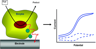 Graphical abstract: Mediated electron transfer in glucose oxidising enzyme electrodes for application to biofuel cells: recent progress and perspectives