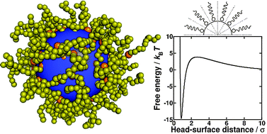 Graphical abstract: The effects of surface curvature on the adsorption of surfactants at the solid–liquid interface