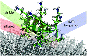 Graphical abstract: SFG analysis of surface bound proteins: a route towards structure determination